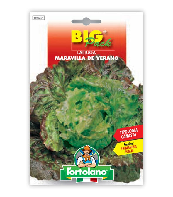 Lettuce Maravilla de Verano (canasta)