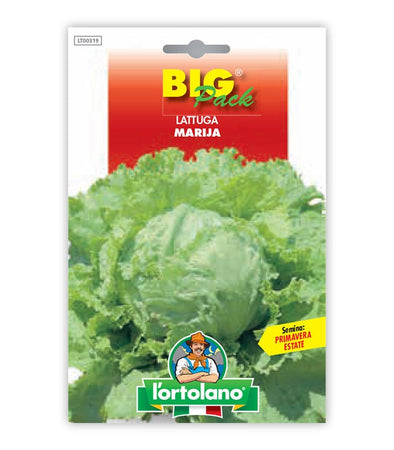 Garden seeds - Marija lettuce
