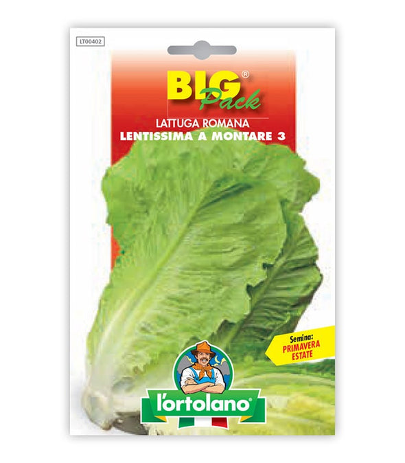 Lettuce Romana Lentissima a Montare 3