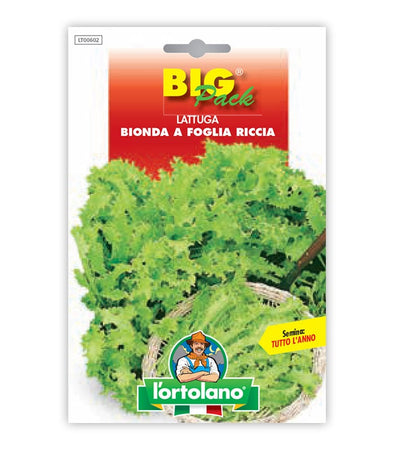 Lettuce Bionda a Foglia Riccia