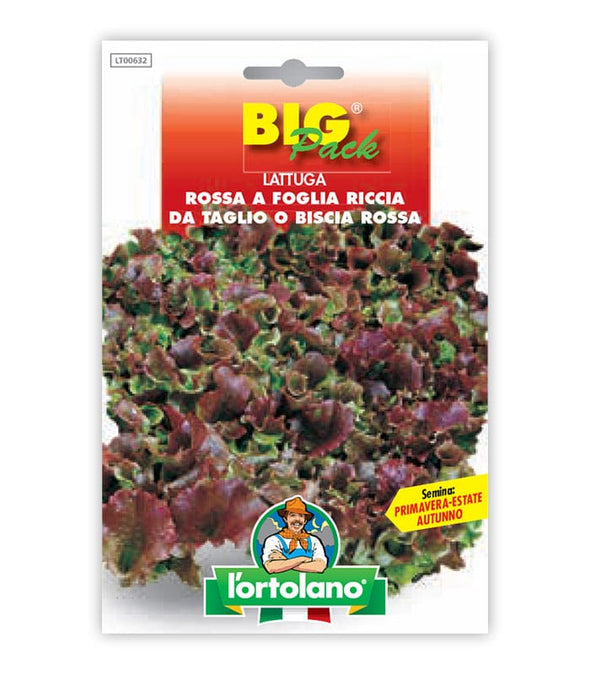 Lettuce Rossa a Foglia Riccia da Taglio o Biscia Rossa