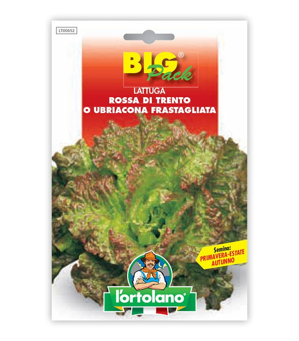 Lettuce Rossa di Trento o Ubriacona Frastagliata