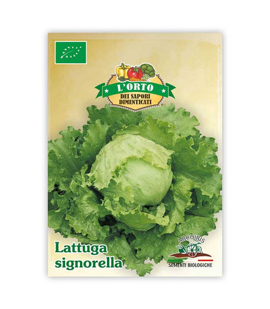 Lettuce signorella