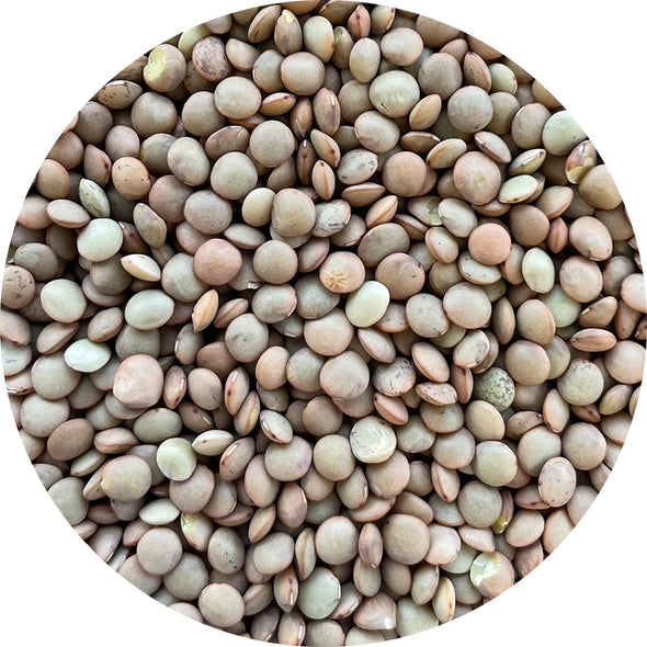 Sprouting seeds - Lentils green Velvet