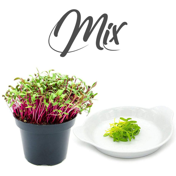 Semi per microgreens - Mix di biete Kandinskij