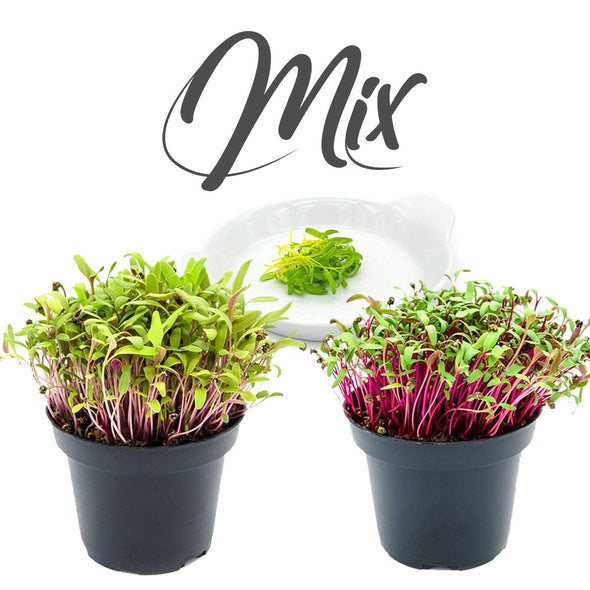Semi per microgreens - Mix di biete Rainbow