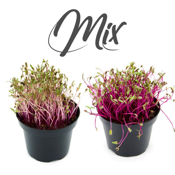 Semi per microgreens - Mix di biete Tea