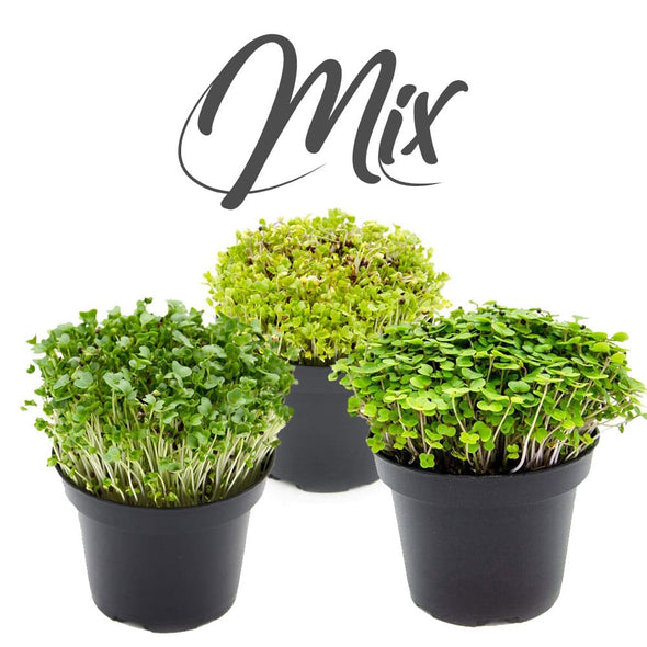 Semi per microgreens - Mix di cavoli Malawi