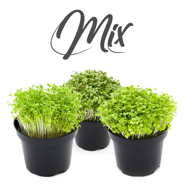 Microgreen seeds - Tasty mix (mucilaginosus) Bubble