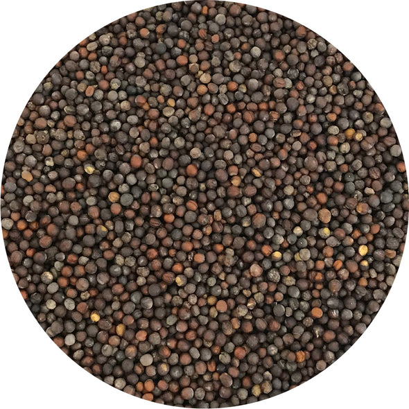 Microgreen seeds - Red pak choi Magia
