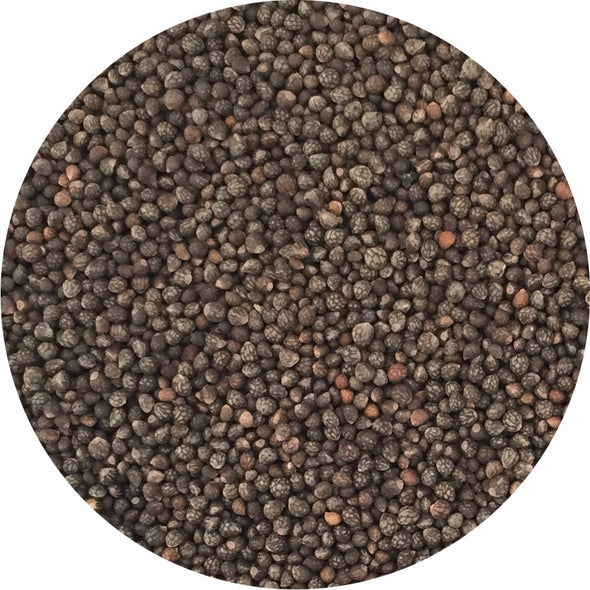 Microgreen seeds - Red perilla Pachamama