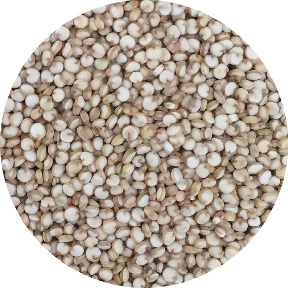 Microgreen seeds - Quinoa Rio