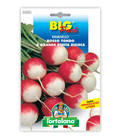 Radish Rosso Tondo a Grande Punta Bianca