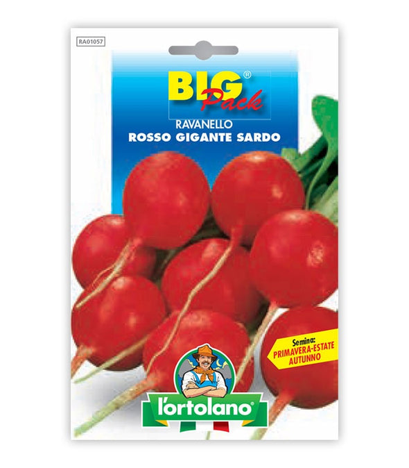 Radish Rosso Gigante Sardo o Gigante Siculo