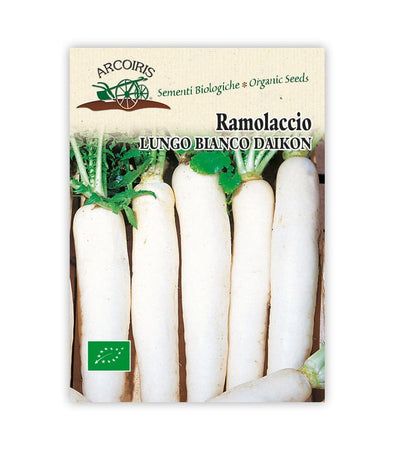 Ramolaccio Lungo bianco - Italian Sprout