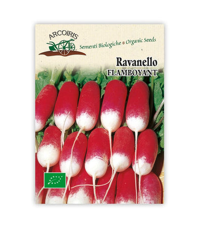 Ravanello Flamboyant - Italian Sprout