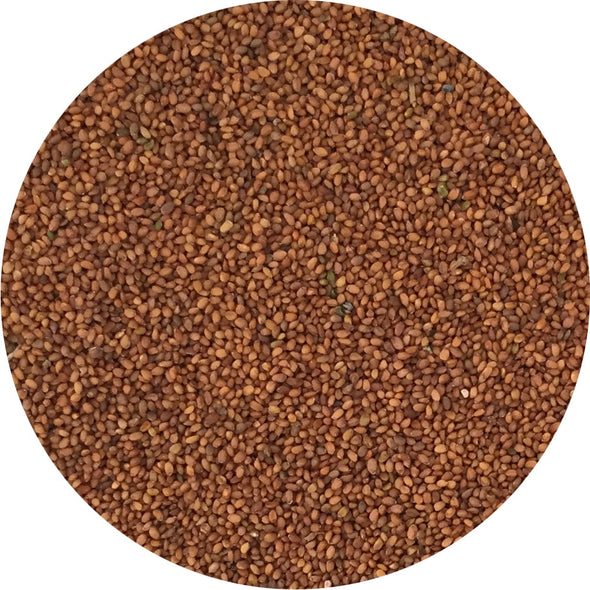 Semi per microgreens - Rucola selvatica Chantico