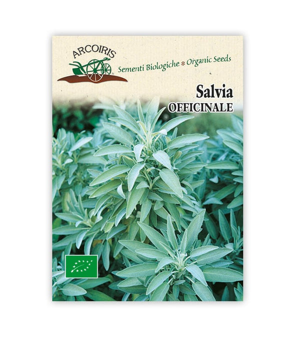 Salvia Officinale - Italian Sprout