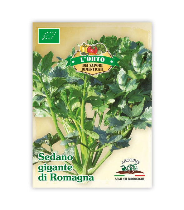 Sedano Gigante di Romagna - Italian Sprout