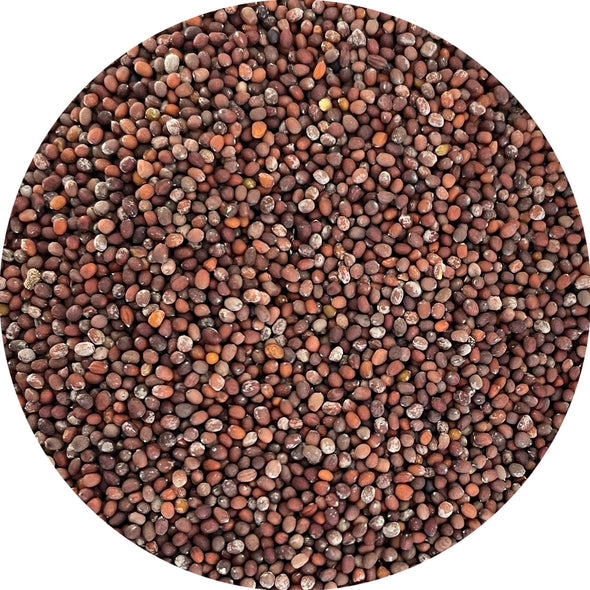 Microgreen seeds - Mustard black Dalia
