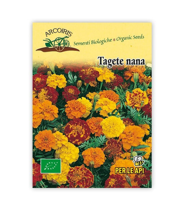 Tagete Nana - Italian Sprout