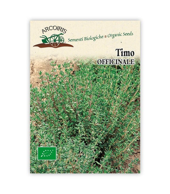 Timo Officinale - Italian Sprout
