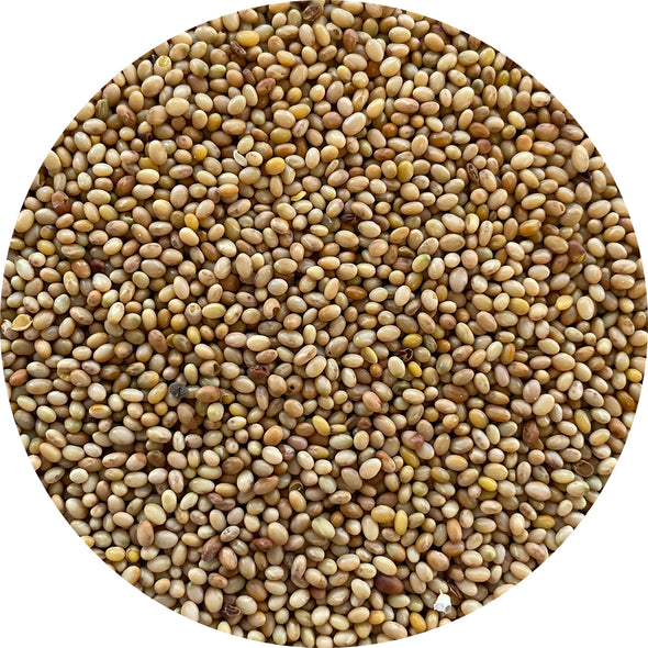 Sprouting seeds - Crimson clover Graal