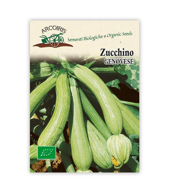 Zucchino Genovese - Italian Sprout