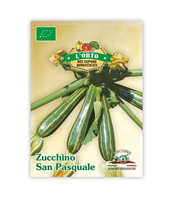 Zucchino San Pasquale - Italian Sprout