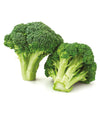 Broccolo calabrese Don Vito - Italian Sprout