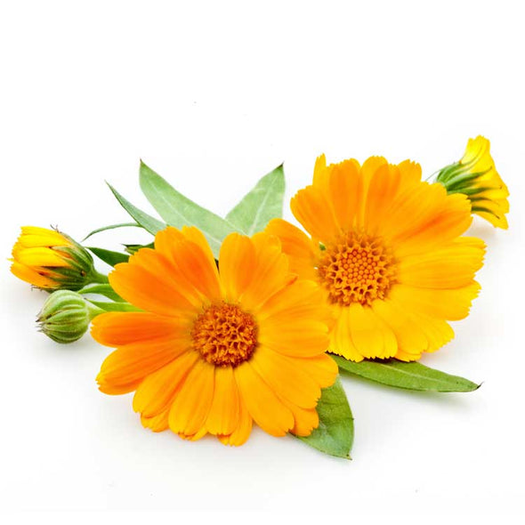 Semi per microgreens - Calendula Cheope