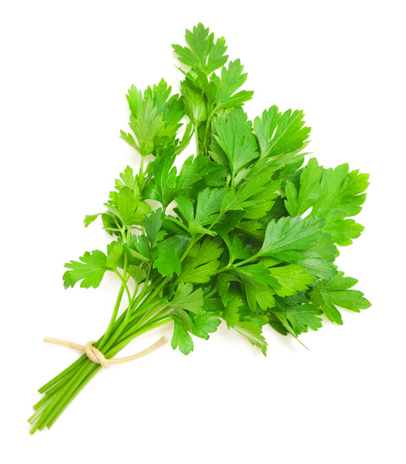 Coriandolo Split - Italian Sprout