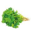 Coriandolo Green Thunder - Italian Sprout