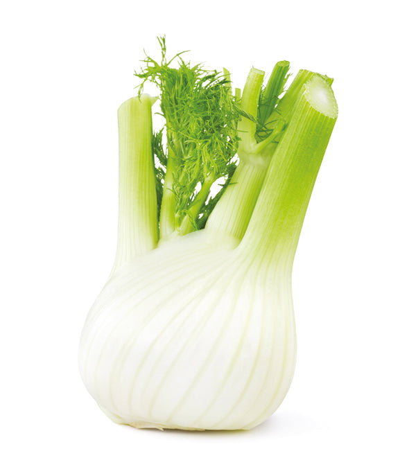 Finocchio Aganarpo - Italian Sprout