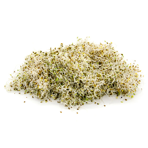 Sprouting seeds - Alfalfa Demetra