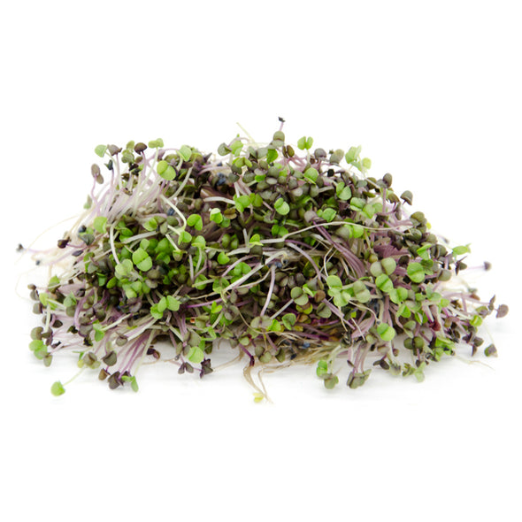 Sprouting seeds - Red basil Pompei
