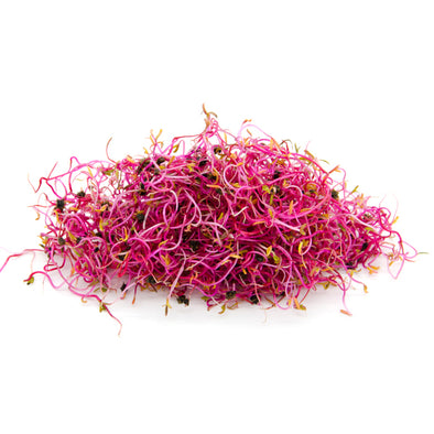 Sprouting seeds - Rose beet Coral