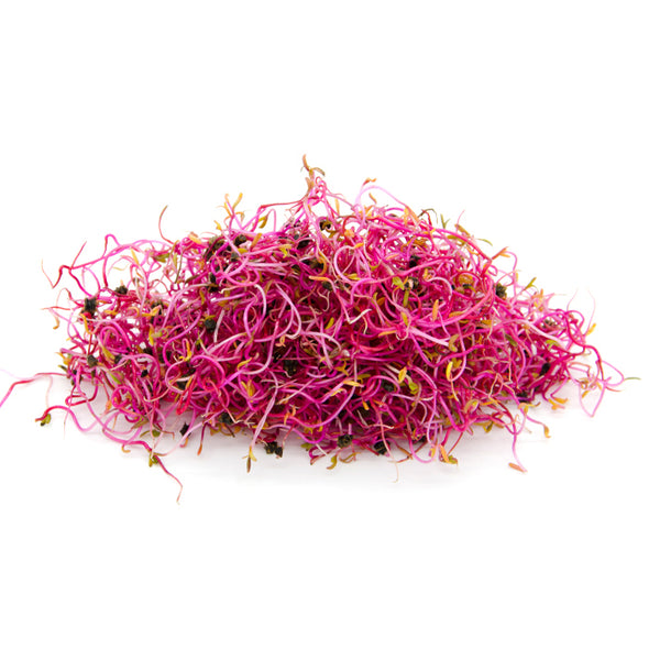 Semi da germoglio - Bieta rosa Coral