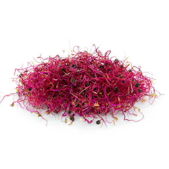 Sprouting seeds - Red beet Agata