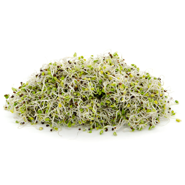 Semi da germoglio - Broccolo calabrese Sibari