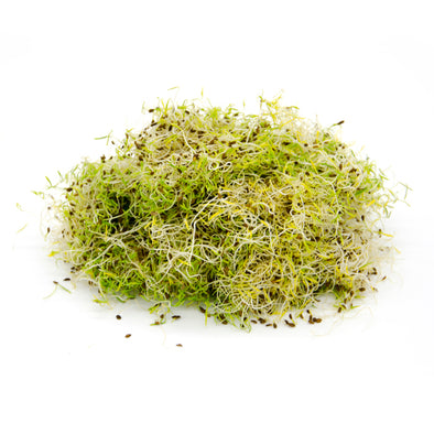 Sprouting seeds - Carrot Peline