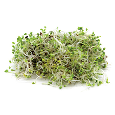 Sprouting seeds - Chinese cabbage Loko