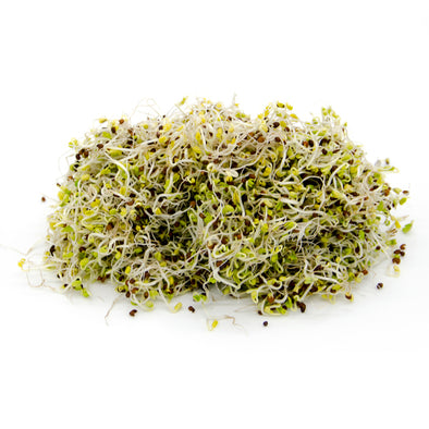 Sprouting seeds - Tuscany black kale Salus