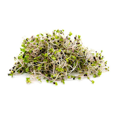 Sprouting seeds - Red russian kale Zivago