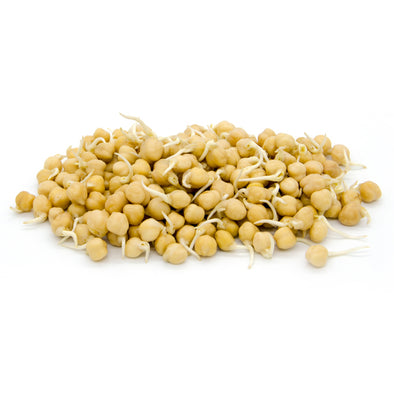 Sprouting seeds - Chickpeas Magno