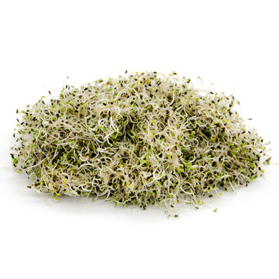 Sprouting seeds - Italiko chicory Leila