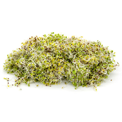 Sprouting seeds - Broccoli raabs Murge