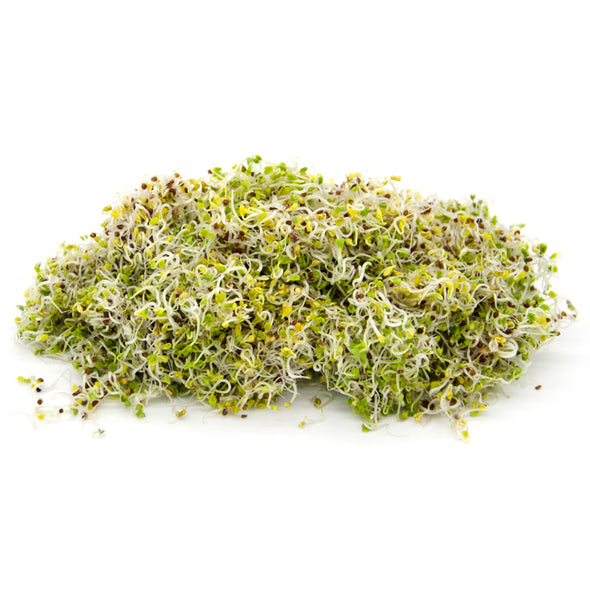 Sprouting seeds - Broccoli raabs Murge