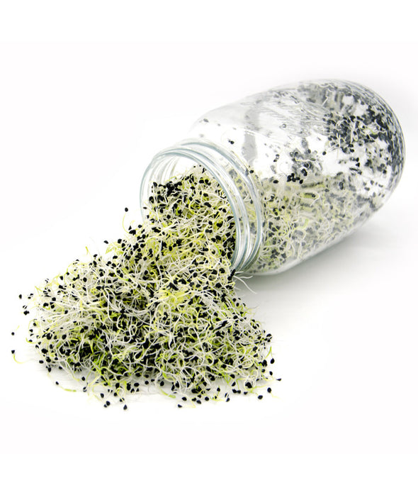 Cipolla Memento - Italian Sprout