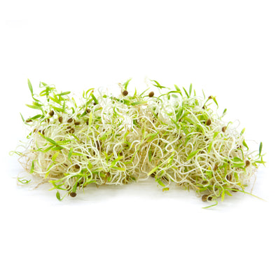 Sprouting seeds - Split Coriander Giano